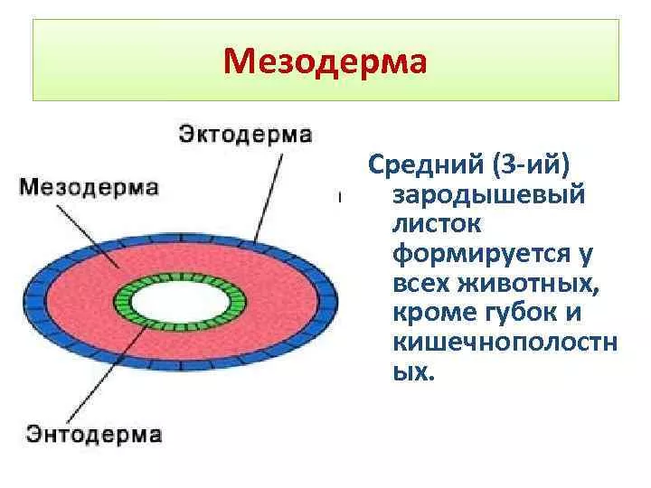 Эктодерма Эктодерма