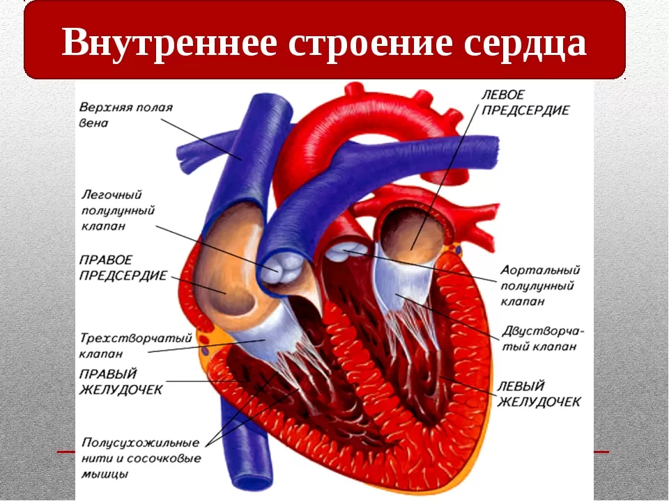 Сердце Сердце
