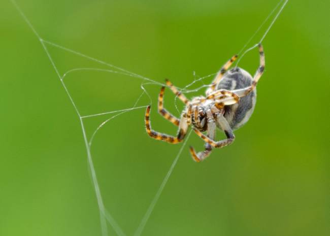 Как паук плетет свою паутину