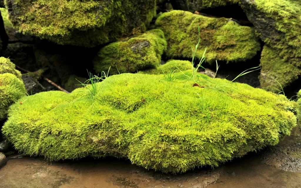 Мхи Мхи