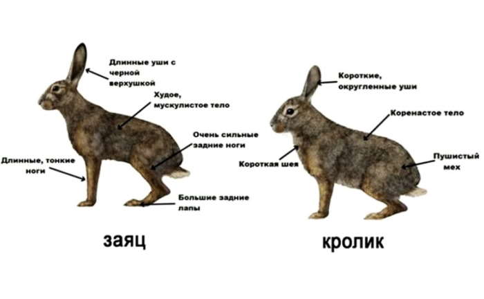 заяц и кролик отличия