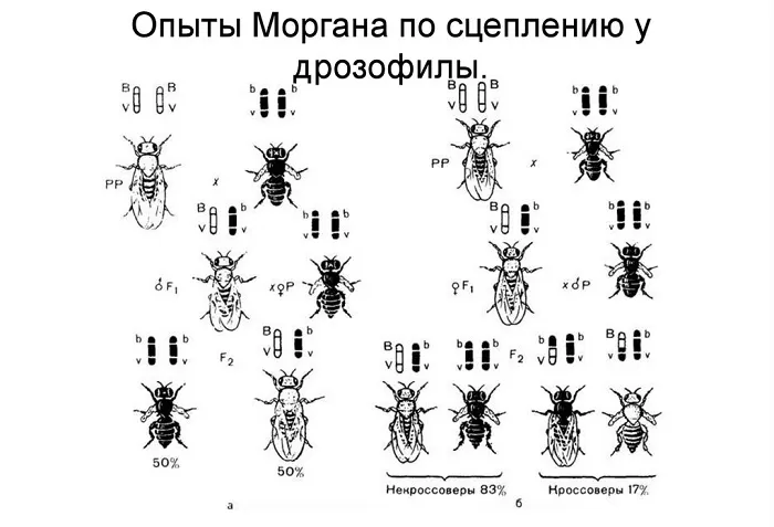 Опыты Моргана Опыты Моргана