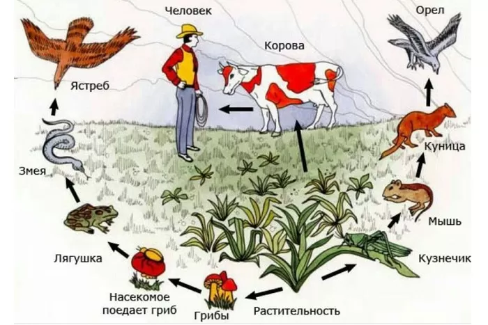 Пищевая цепь Пищевая цепь