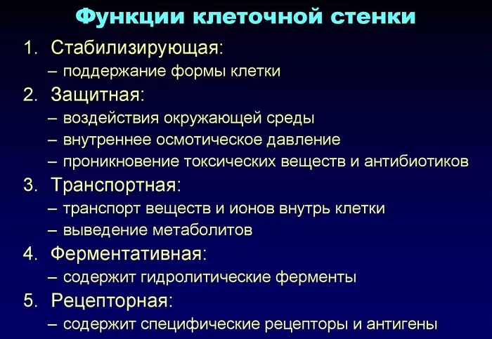 Функции клеточной стенки