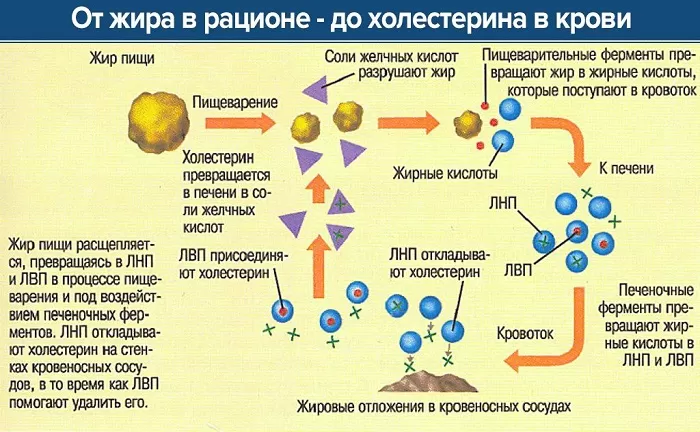 Как триглицериды превращаются в холестерин.jpg Как триглицериды превращаются в холестерин.jpg