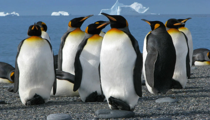 Почему пингвины не умеют летать