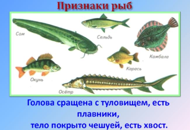 Какие признаки рыб