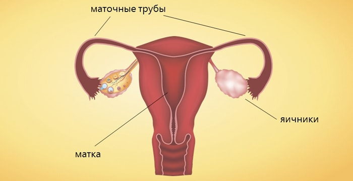 женская половая система анатомия
