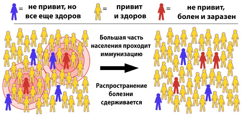 Коллективный иммунитет-2.jpg Коллективный иммунитет к коронавирусу