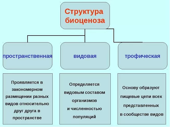 Структура биоценоза Структура биоценоза