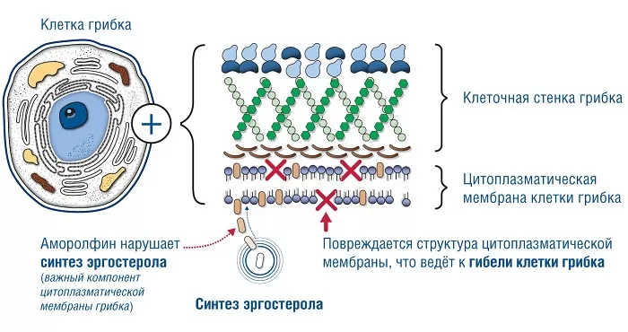 Клетка гриба