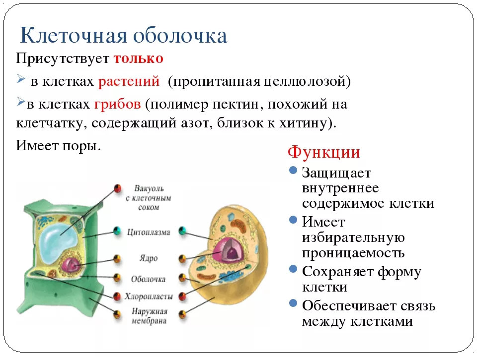 Клеточная оболочка Клеточная оболочка