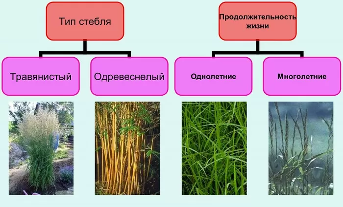 Жизненные формы злаковых