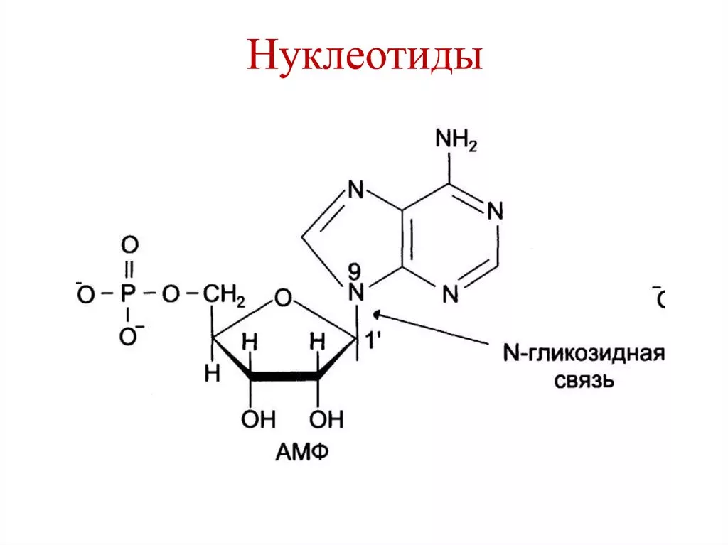 Нуклеотиды Нуклеотиды