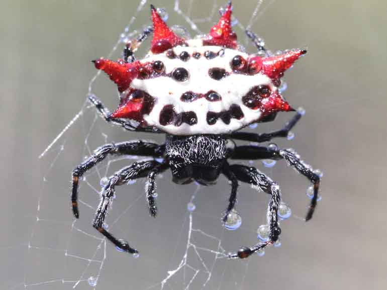 какие органы чувств у паукообразных