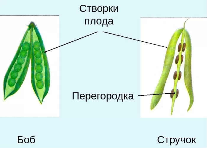 Плод бобовых Плод бобовых