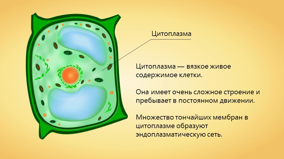 Цитоплазма Цитоплазма
