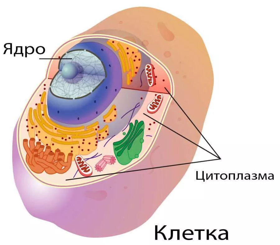 Цитоплазма Цитоплазма