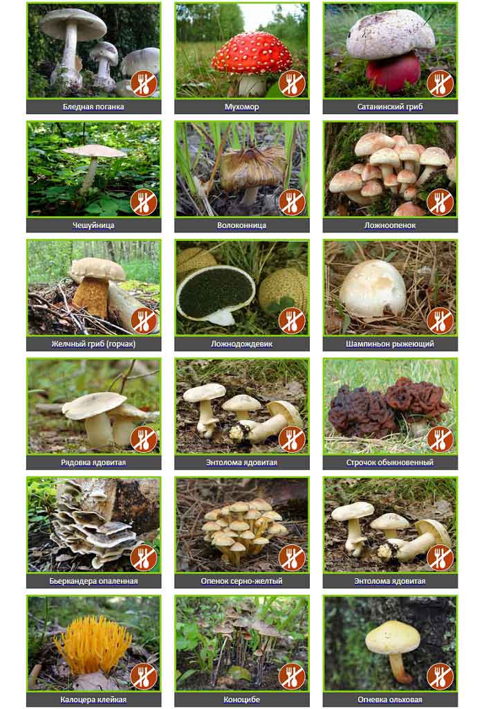 несъедобные шляпочные грибы