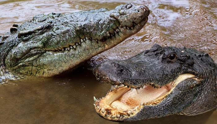 Крокодил и аллигатор отличия