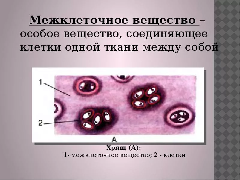 Вещество межклеточное Вещество межклеточное