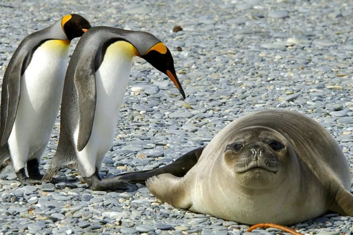 Пингвины и морской котик