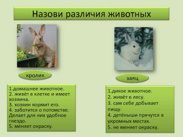 кролик и заяц в чем разница