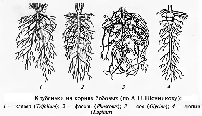 Корни бобовых Корни бобовых