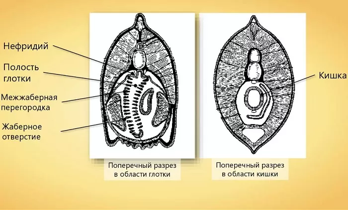 Ланцетник в поперечном разрезе Ланцетник в поперечном разрезе
