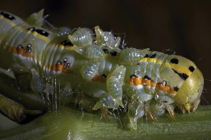 Личинки осы наездника в гусенице