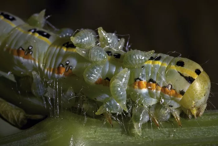 Личинки осы наездника в гусенице