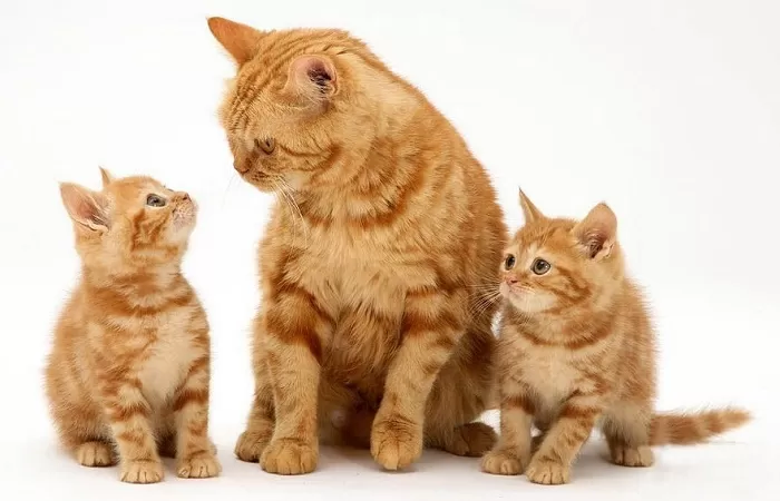 Кошка с котятами Кошка с котятами