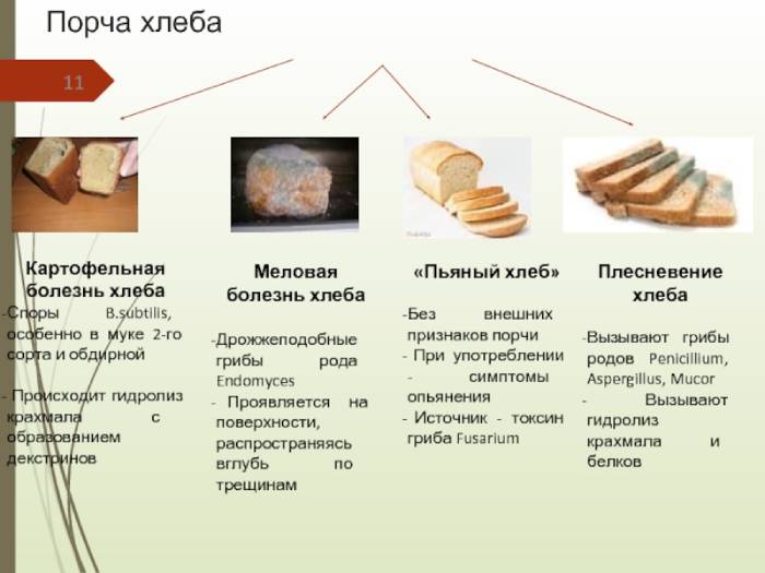 Картофельная болезнь хлеба