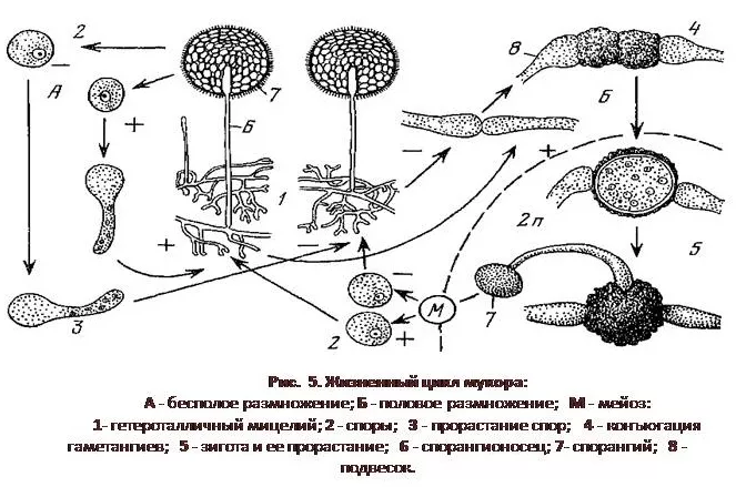 Жизненный цикл мукора Жизненный цикл мукора