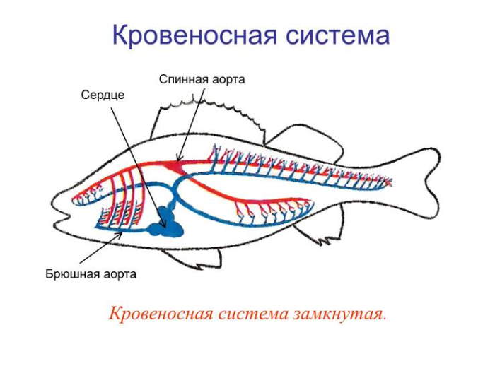 кровеносная система костных рыб