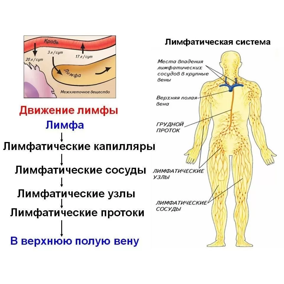 Лимфа Лимфа