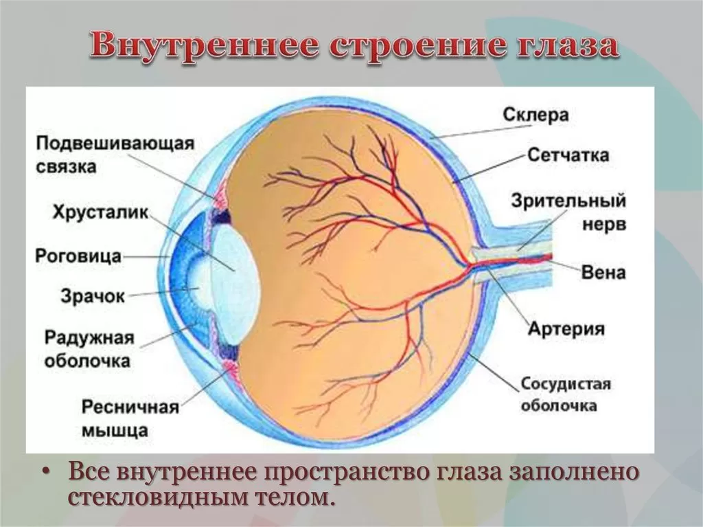 Зрачок Зрачок