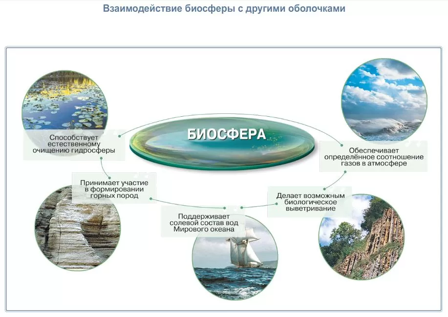 Биосфера Биосфера