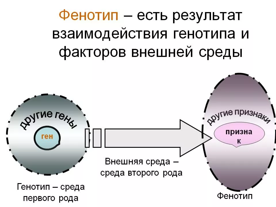 Фенотип Фенотип