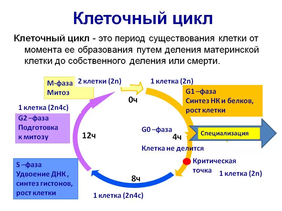 Клеточный цикл Клеточный цикл