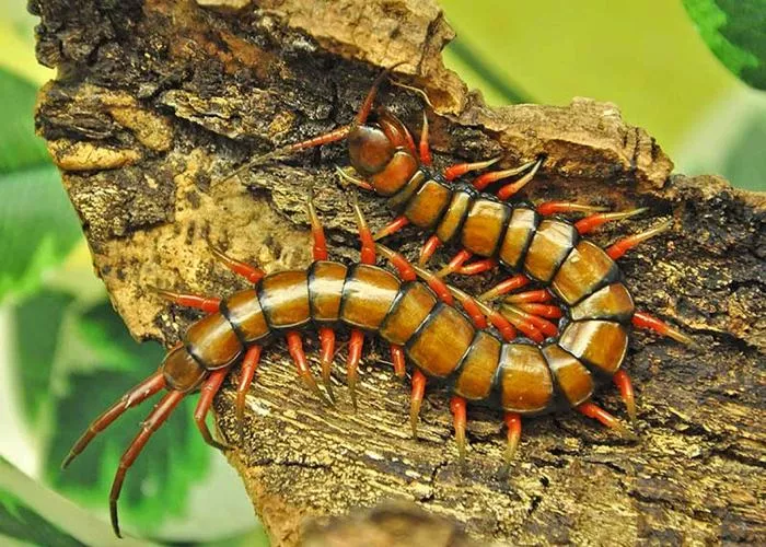 Ядовитые насекомые-3.jpg Какие насекомые ядовитые