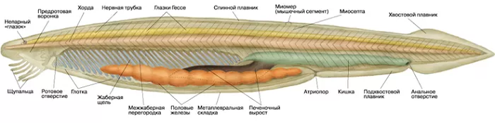Органы ланцетника Органы ланцетника