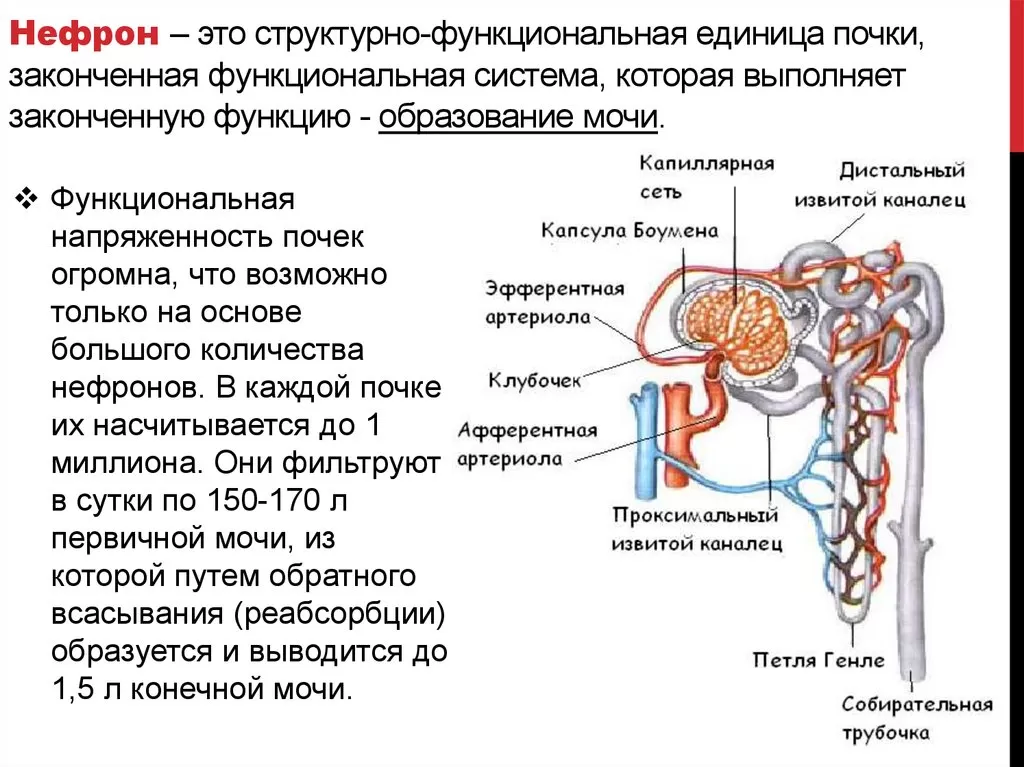 Нефроны Нефроны