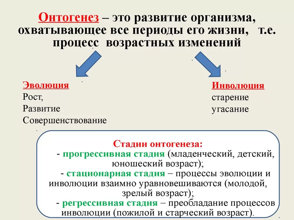 Онтогенез Онтогенез