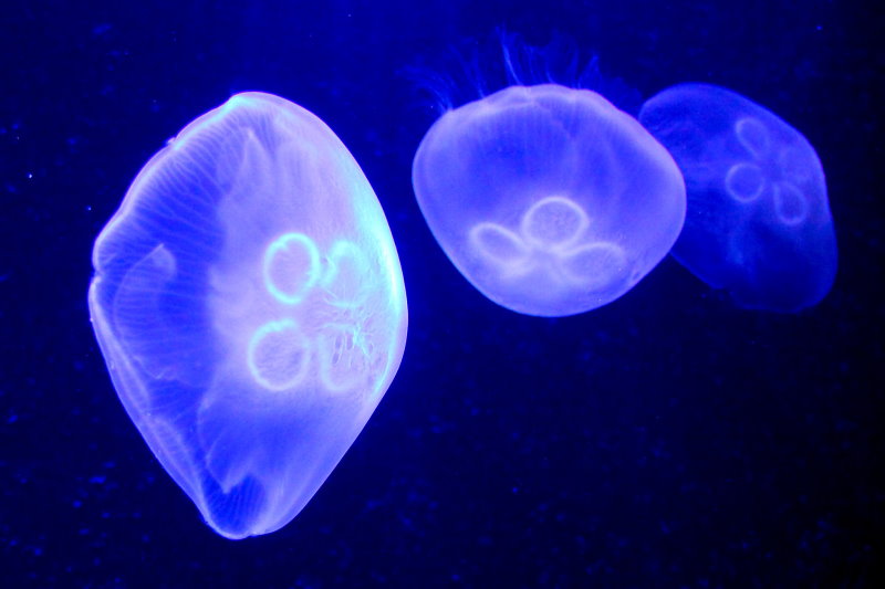 водоросли биолюминесценция