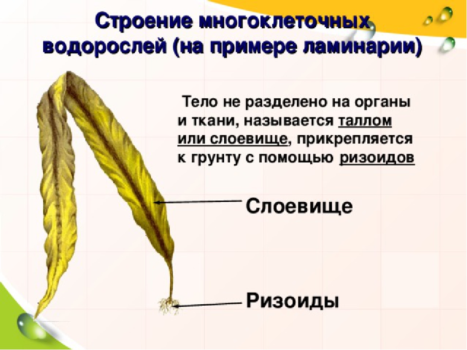 Водоросли тело слоевище