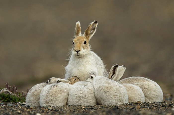 Зайчиха с зайчатами