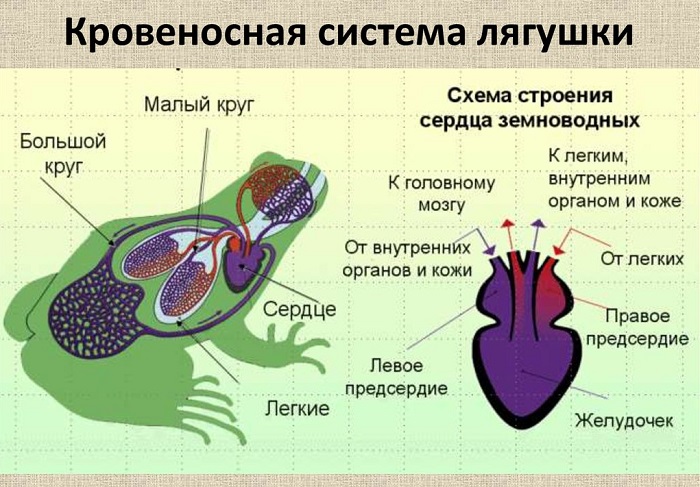 Кровеносная система земноводных