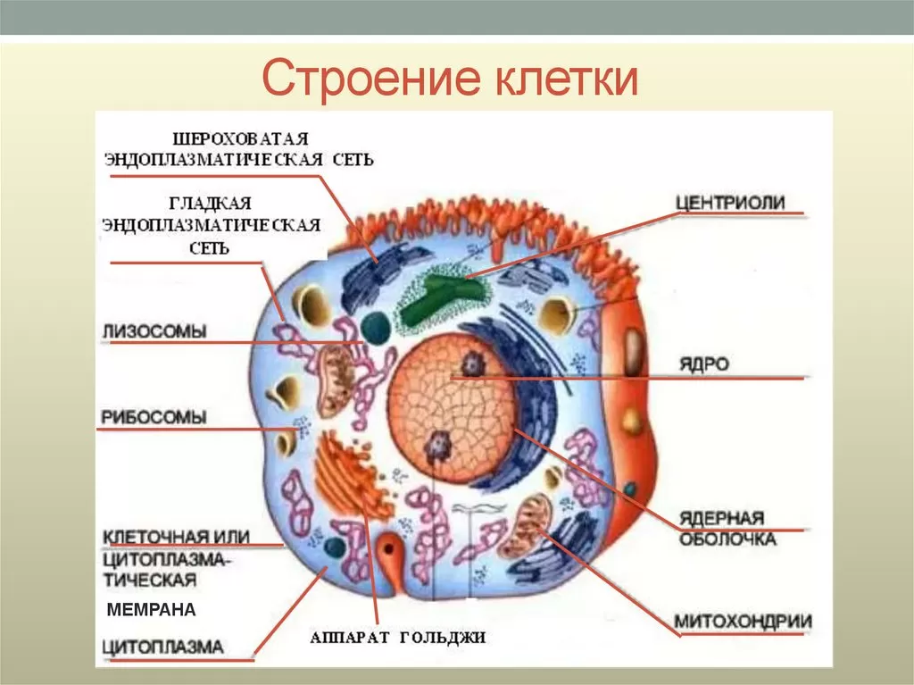 Строение клетки Строение клетки