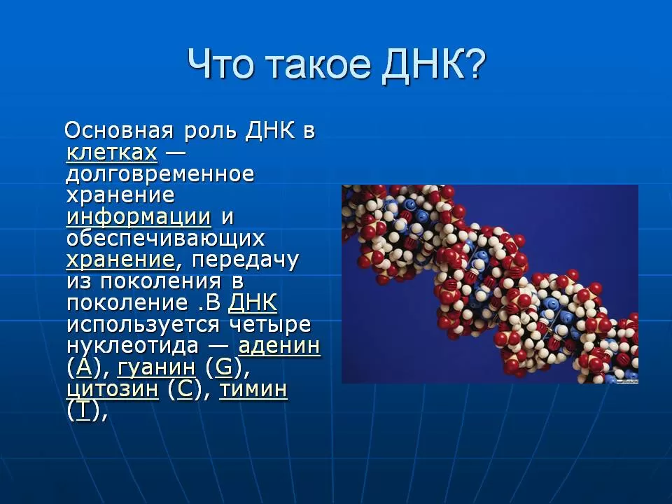 ДНК ДНК